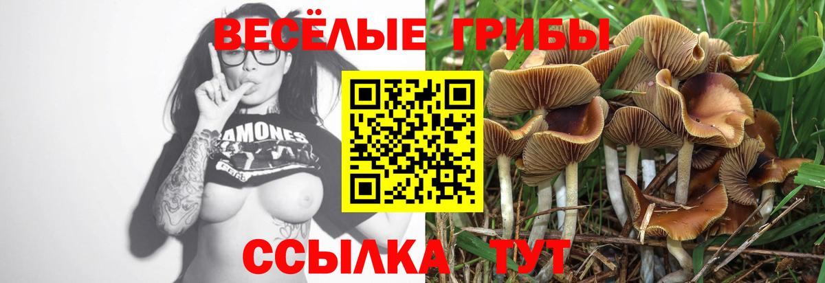 Галлюциногенные грибы Psilocybe Пыть-Ях